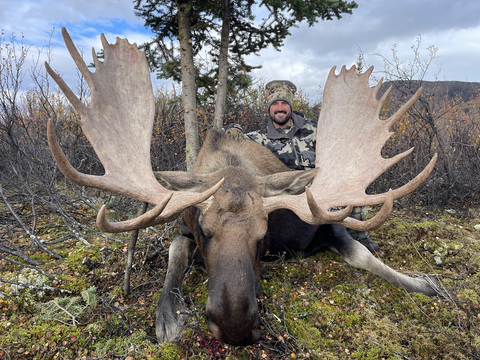Northern BC Canadian Moose