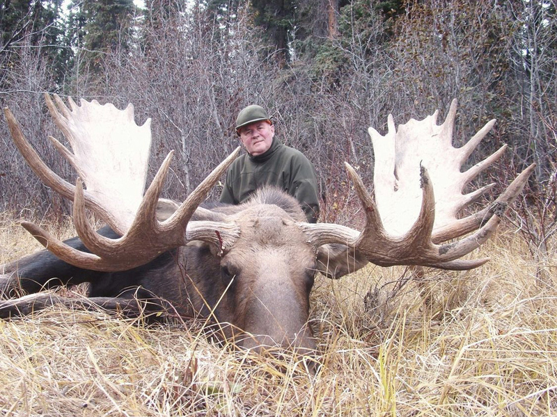 Northern BC Canadian Moose