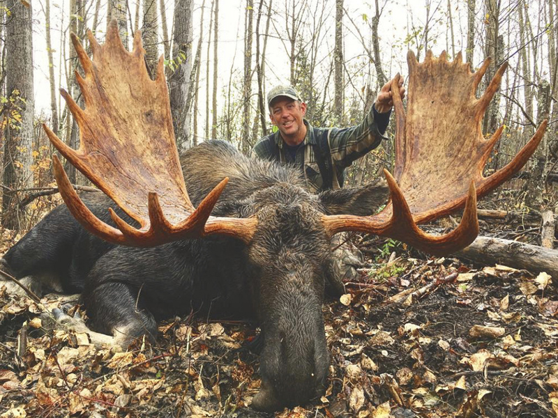 Northern BC Canadian Moose