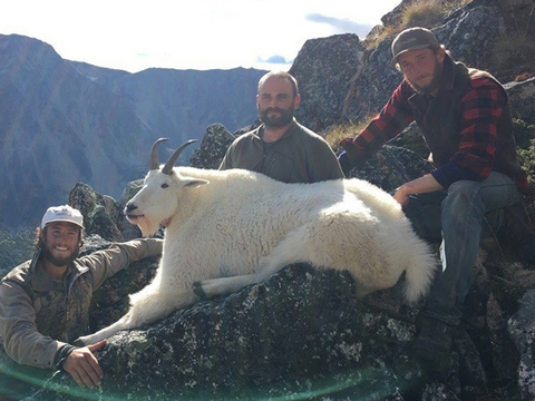 British Columbia Mountain Goat