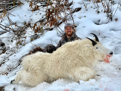 British Columbia Mountain Goat