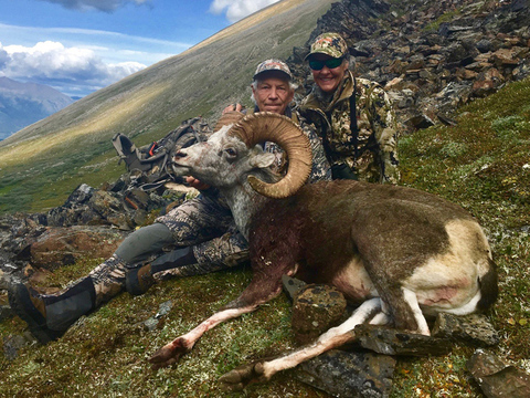 Cassiar Mountains Stone Sheep 