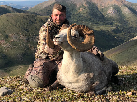 Cassiar Mountains Stone Sheep 