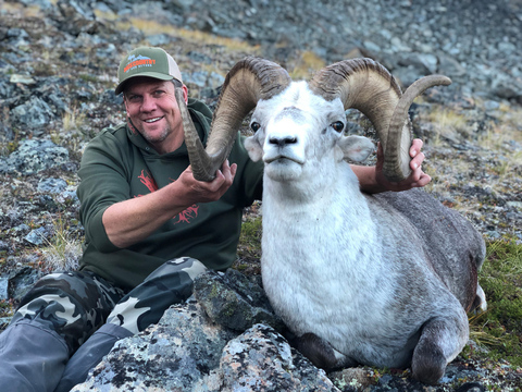 Cassiar Mountains Stone Sheep 