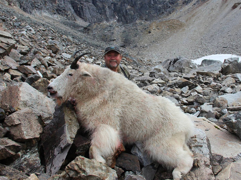 Large Bodied Yukon Mountain Goat 