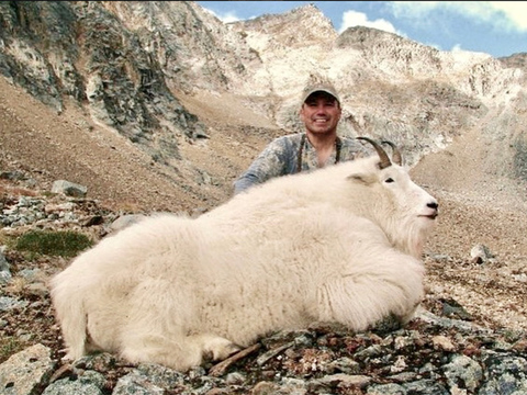 Large Bodied Yukon Mountain Goat 