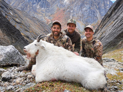 Large Bodied Yukon Mountain Goat 