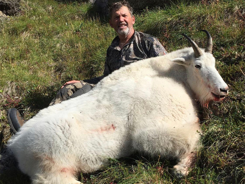 Large Bodied Yukon Mountain Goat 