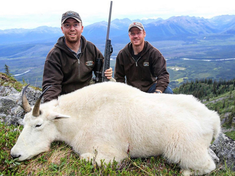 Large Bodied Yukon Mountain Goat 
