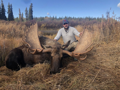 Giant Yukon Bull Moose