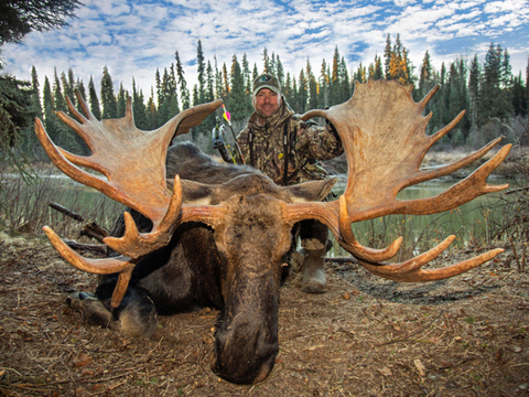 Giant Yukon Bull Moose