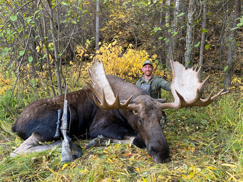 Giant Yukon Bull Moose