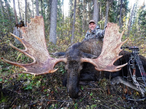 Giant Yukon Bull Moose