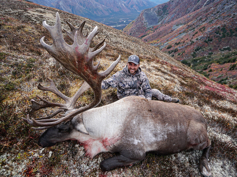 Yukon Mountain Caribou At Its Best