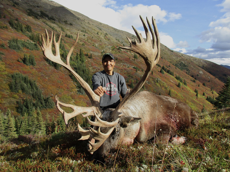 Yukon Mountain Caribou At Its Best