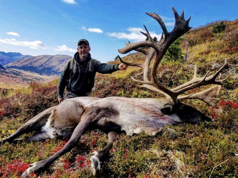 Yukon Mountain Caribou At Its Best