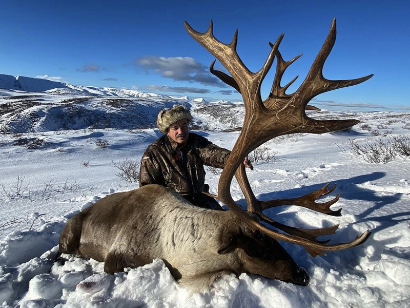 Yukon Mountain Caribou At Its Best