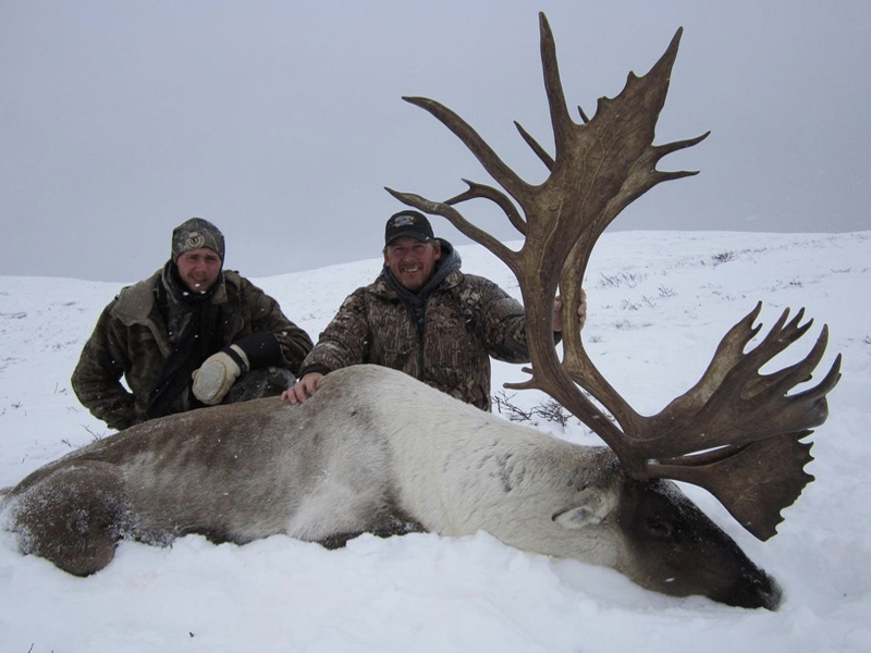 Yukon Mountain Caribou At Its Best