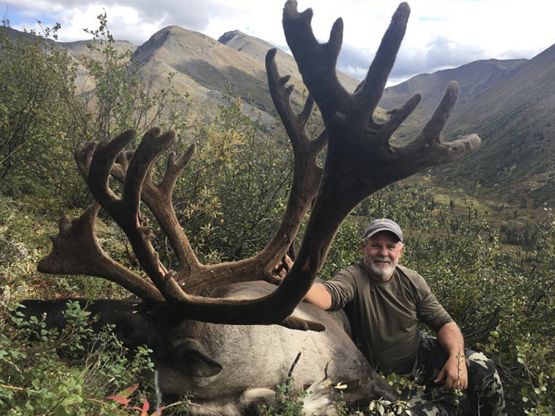 Yukon Mountain Caribou At Its Best