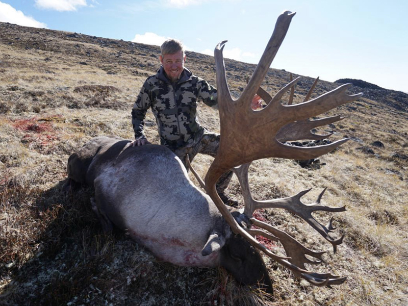 Yukon Mountain Caribou At Its Best