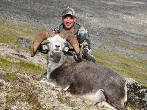 Cassiar Mountains Stone Sheep 