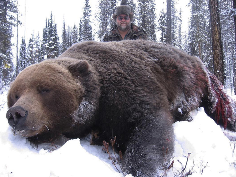 Yukon Monster Mountain Grizzly Bear