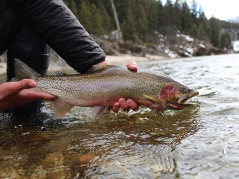 Montana Clarks Fork Fly Fishing