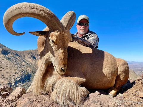 Trophy Texas Aoudad on Private Land 