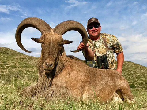 Trophy Texas Aoudad on Private Land 