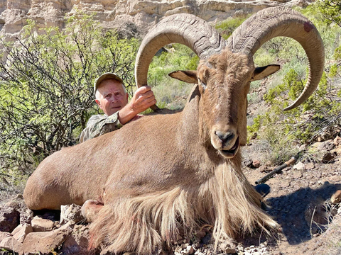 Trophy Texas Aoudad on Private Land 