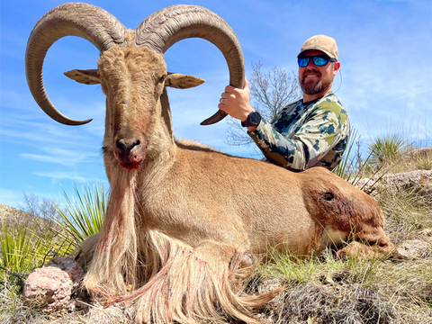 Trophy Texas Aoudad on Private Land 