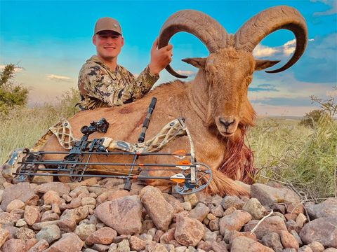 Trophy Texas Aoudad on Private Land 